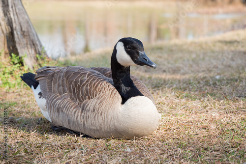 Canada Goose by Pond Winter Portrait photo