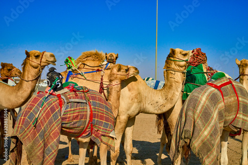 traditional camel dromadery race Ash-Shahaniyah Qatar photo