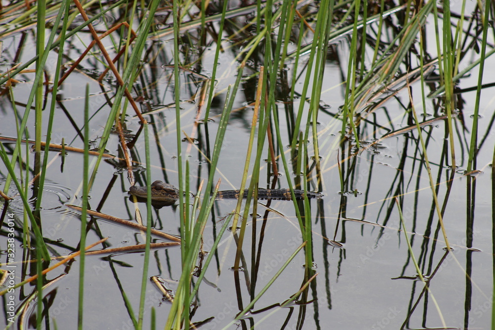 Obraz premium baby gator resting in the swamp