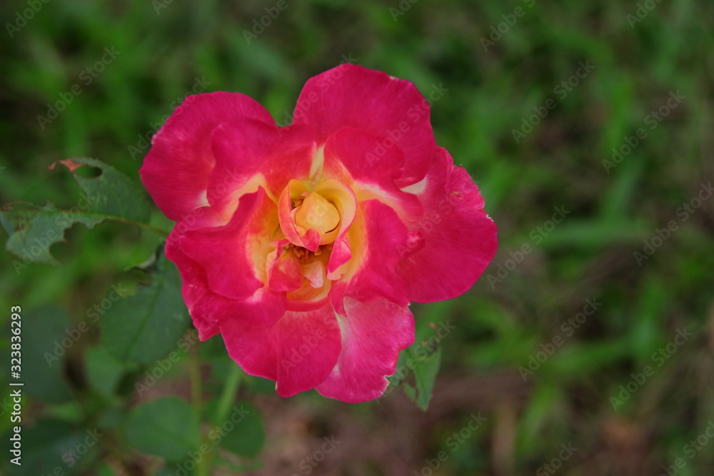 Fototapeta premium Beautiful pink rose in the garden, blurred background