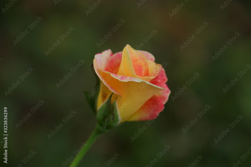 Beautiful orange rose in the garden, blurred background