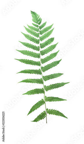 Tropical green fern leaves on white isolate