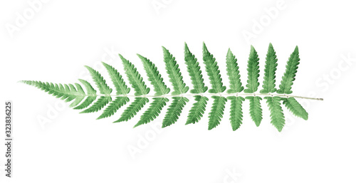 Tropical green fern leaves on white isolate