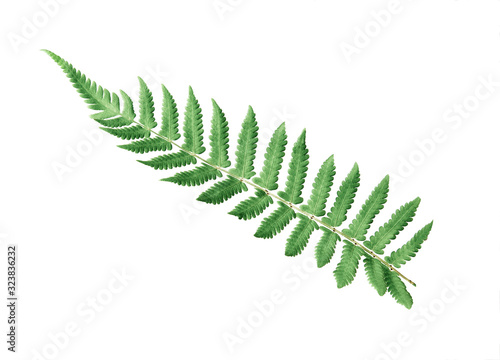 Tropical green fern leaves on white isolate