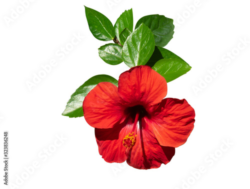 Beautiful Red hibiscus flower with green leaves in exotic arrangement isolated on white with clipping path.