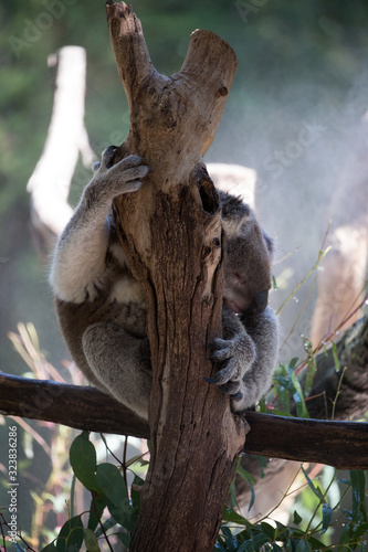 Canvas Print Koala (Phascularctos cinereous) in a wildlife Sanctuary