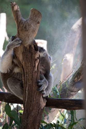 Photography Koala (Phascularctos cinereous) in a wildlife Sanctuary