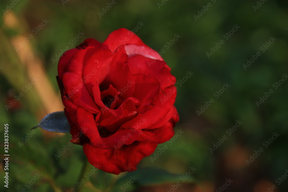 Beautiful red roses in the garden, blurred background Beautiful red roses in the garden, blurred background