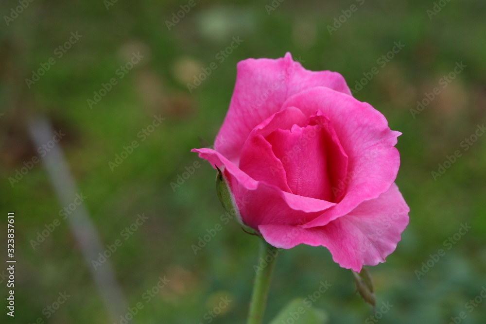 Beautiful pink roses in the garden, blurred background Beautiful pink roses in the garden, blurred background