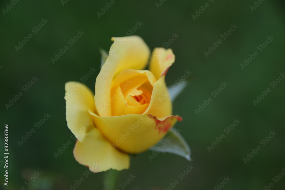 Beautiful yellow roses in the garden, blurred background Beautiful yellow roses in the garden, blurred background