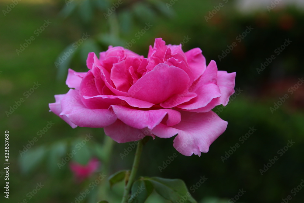Beautiful pink roses in the garden, blurred background