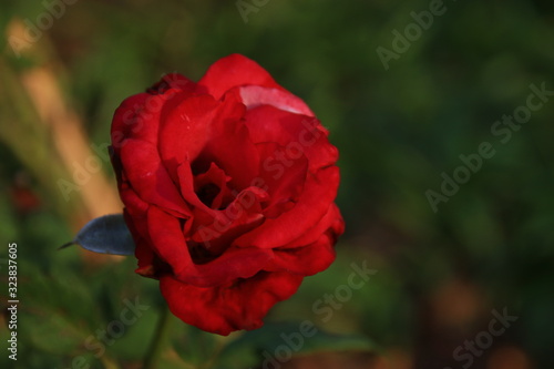 Beautiful red roses in the garden  blurred background