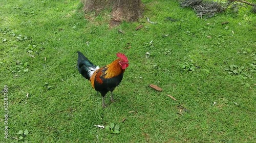 Colorful rooster crowing cock-a-doodle-doo to wake everyone up in the morning