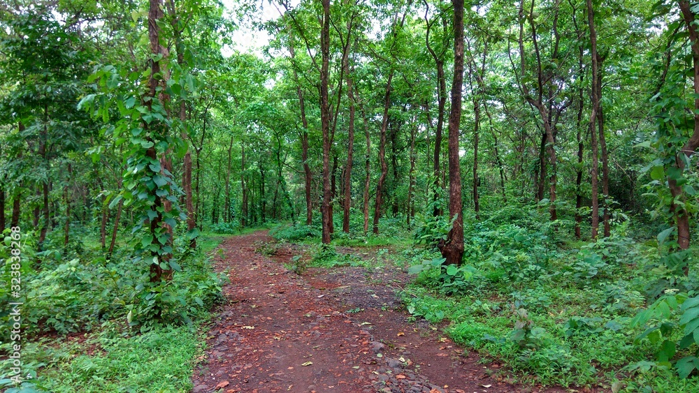path in the forest path in the forest