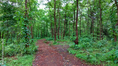 path in the forest