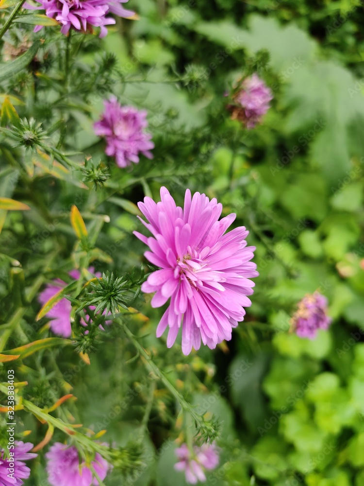 pink flower in the garden pink flower in the garden