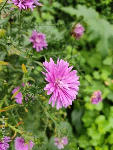 pink flower in the garden