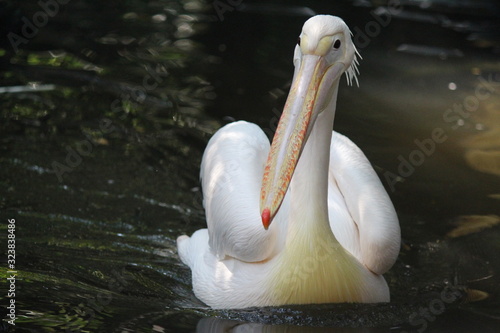 portrait of a pelican