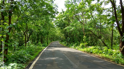 road in the forest