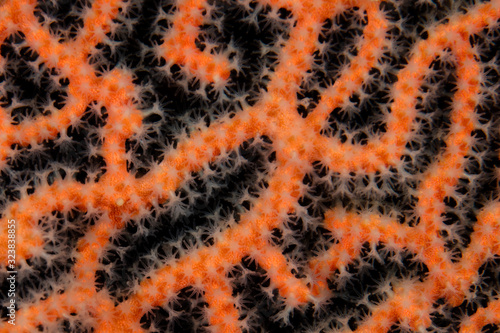 Detail of the polyps growing on a colorful gorgonian in Raja Ampat, Indonesia. This region is thought to be the center of marine biodiversity and is a popular area for diving and snorkeling.