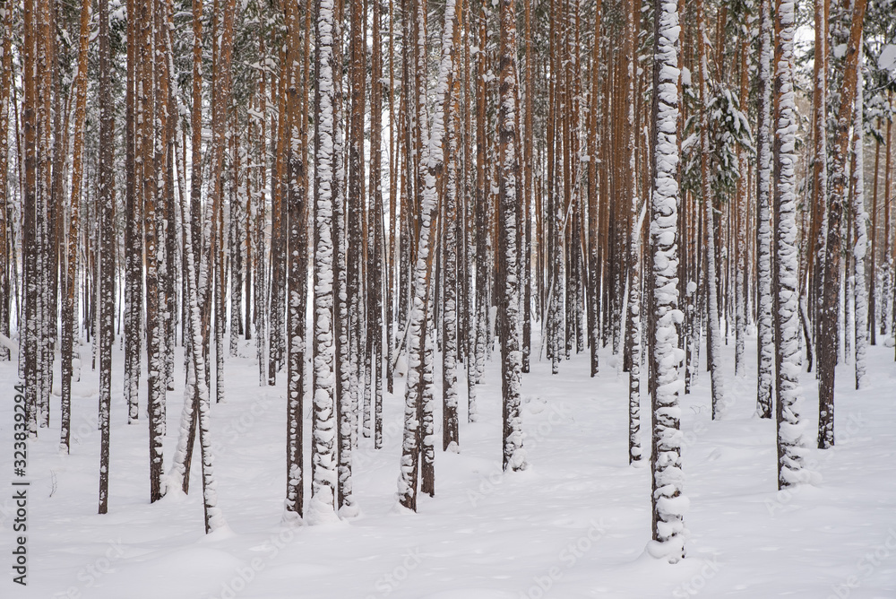 Dense pine forest. Tree trunks are covered with snow Dense pine forest. Tree trunks are covered with snow