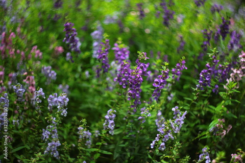 blue flowers in the garden