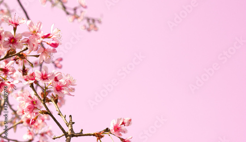 Spring background with pink flowers and copy space
