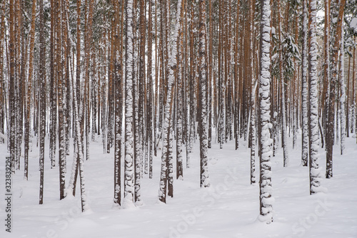 Dense pine forest. Tree trunks are covered with snow