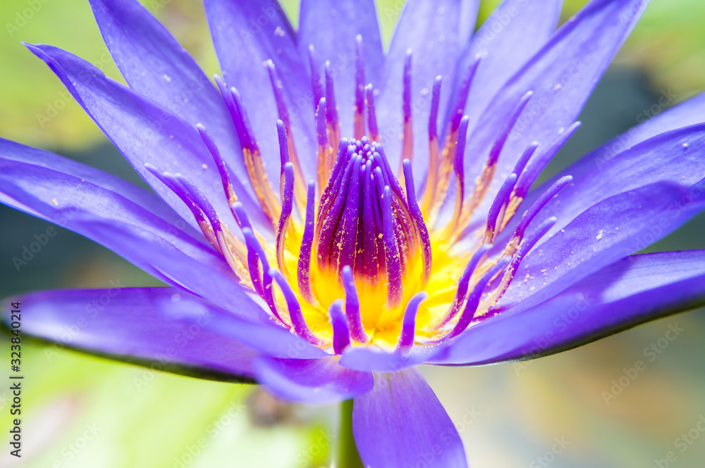 Purple lotus Purple lotus