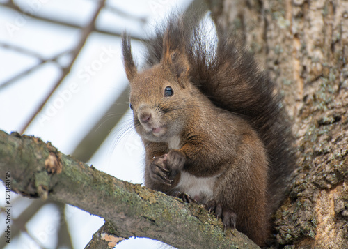 a small squirrel poses quietly on the tree