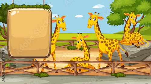 Zoo scene with blank sign and many giraffes