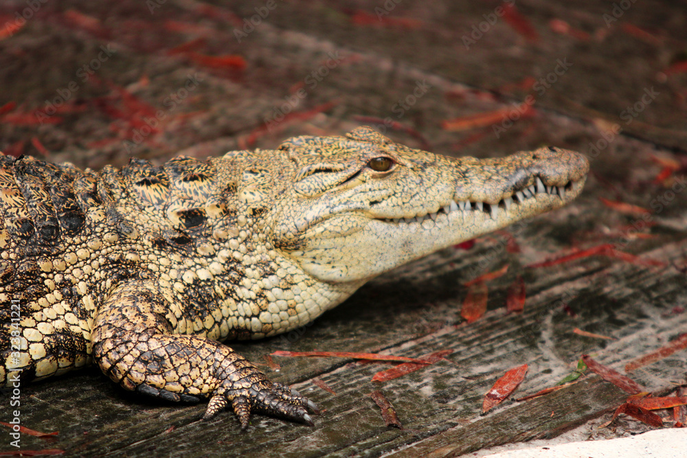 Fototapeta premium Crocodile Face 