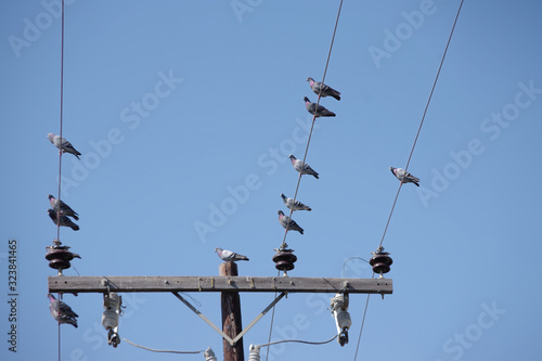 A flock of pigeons sitting up high on the power line wires of an electricity distribution pylon
