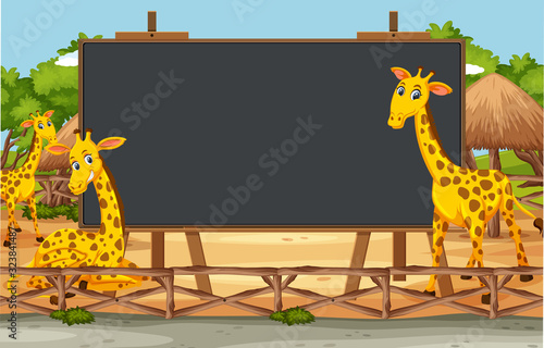 Blackboard template design with cute giraffes in the zoo