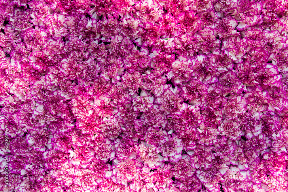Texture of sweet pink carnation flowers as background