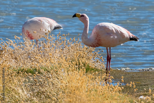 Flamingos farage on the lake in Bolivia photo