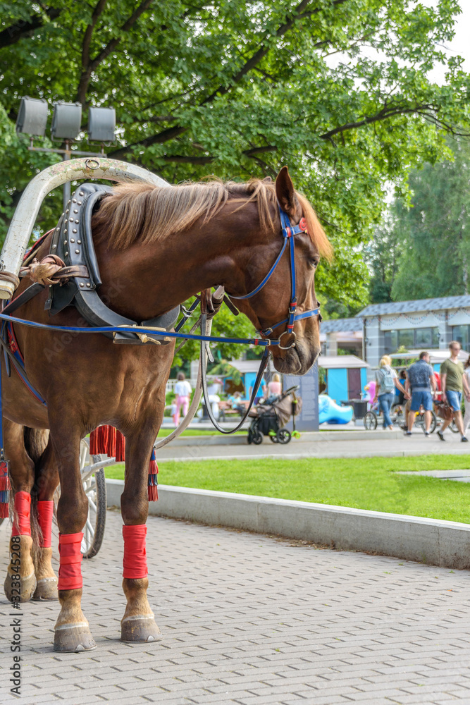 The horse for a walk in the Park The horse for a walk in the Park