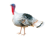 Narragansett turkey isolated on white background. Clipping path