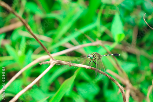 dragonfly perched on a branch, with green leaves © RisKhen Photografy