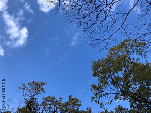 tree in the sky