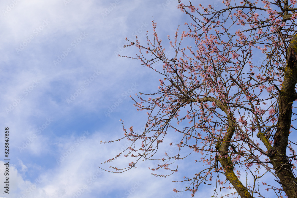 Cherry blossom tree on an early springtime landscape on a blue cloudy sky Cherry blossom tree on an early springtime landscape on a blue cloudy sky