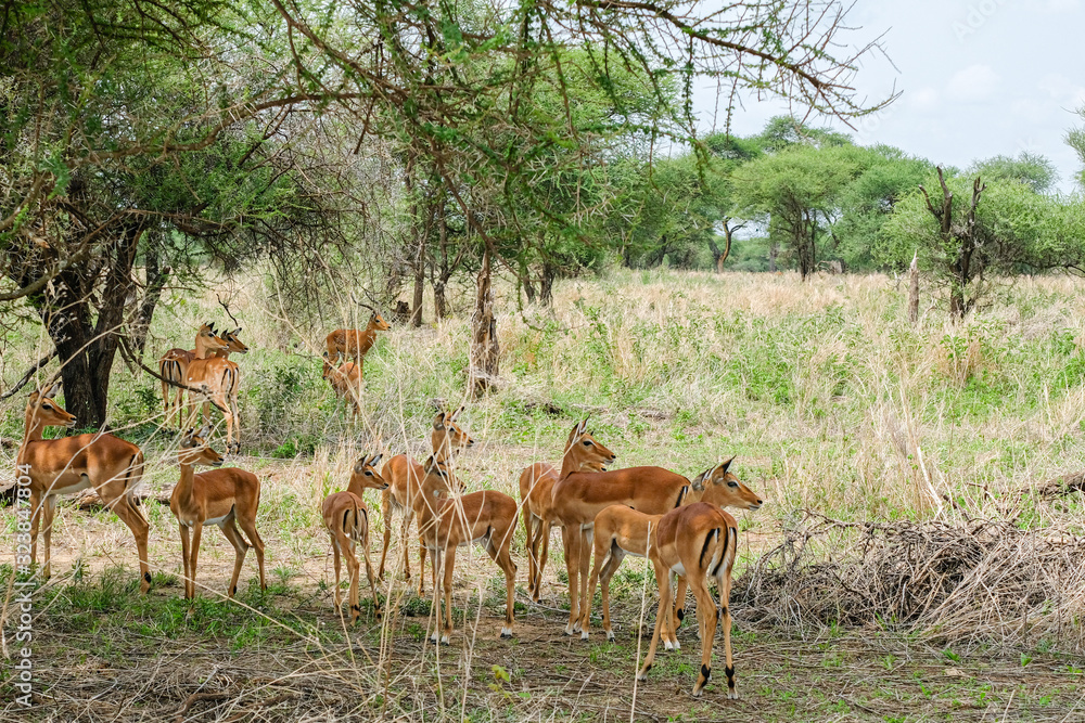 Herd of Impala in the Northern Serengeti of Tanzania Herd of Impala in the Northern Serengeti of Tanzania