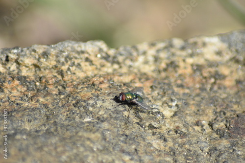 Fliege auf Granit © michas360perspektive