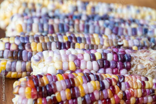 Heirloom Glass Gem Corn from Garden