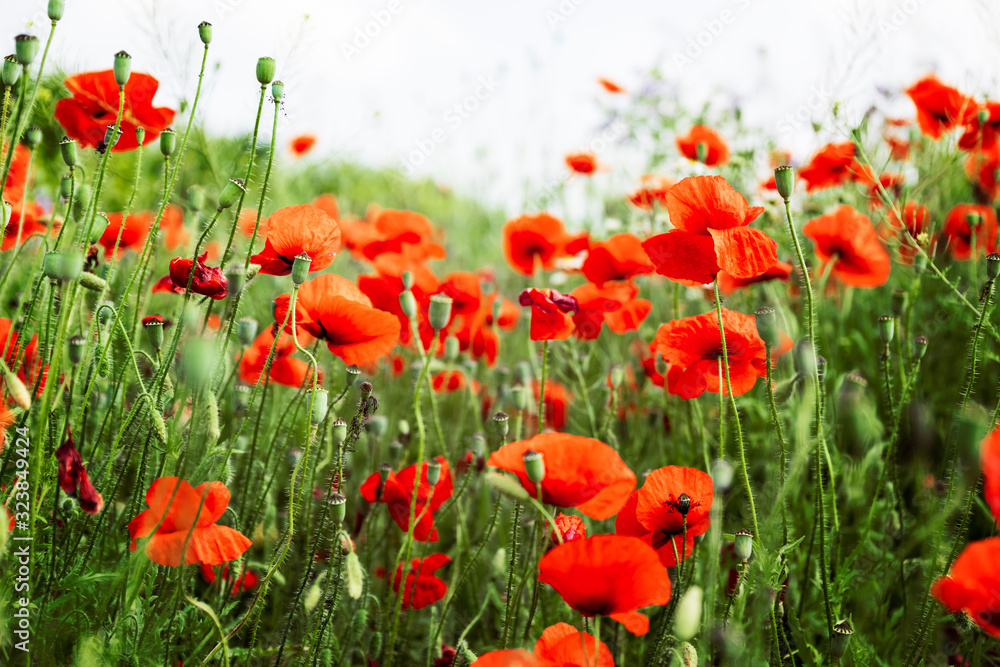 Naklejka premium Poppy flowers spring blossom, meadow with poppies flowers