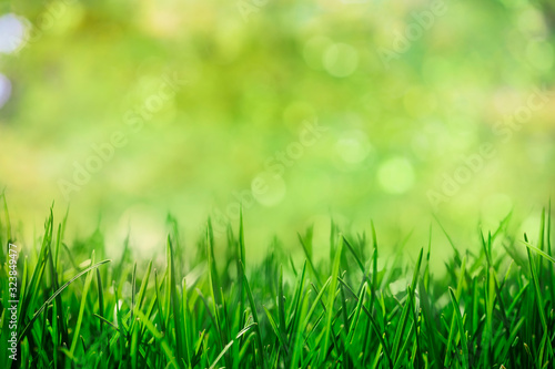 grass with natural green bokeh background, spring garden
