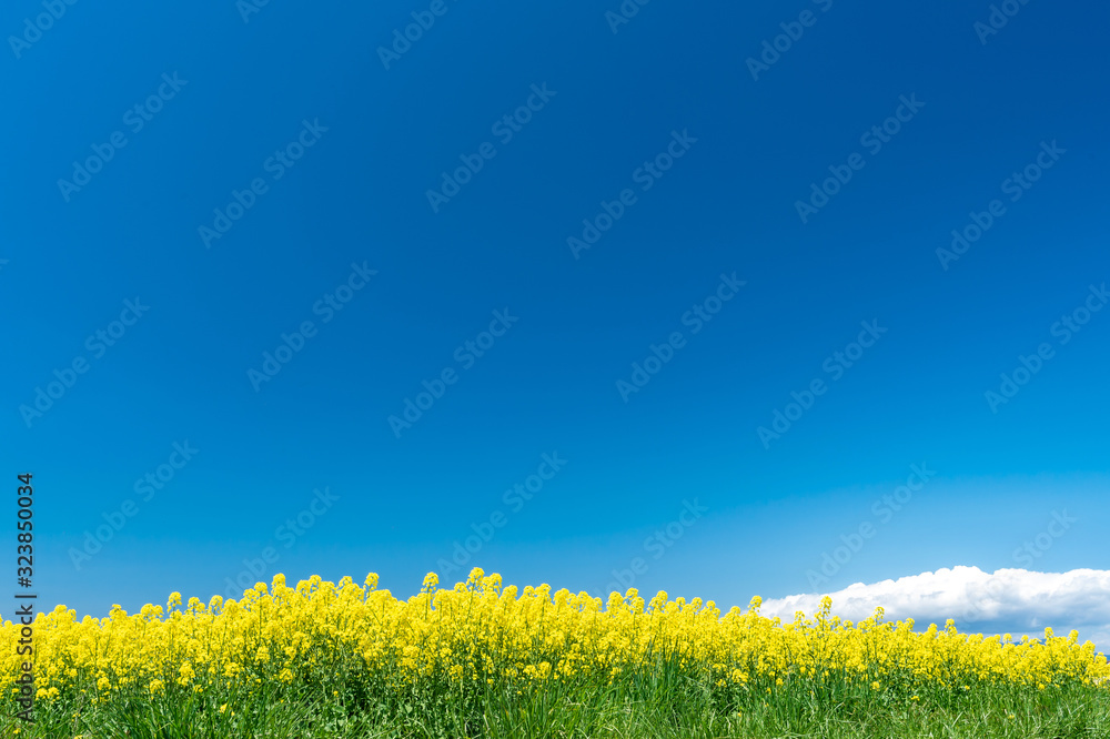 ディスクトップの壁紙 菜の花畑と青空 Stock 写真 Adobe Stock ディスクトップの壁紙 菜の花畑と青空 Stock 写真 Adobe Stock