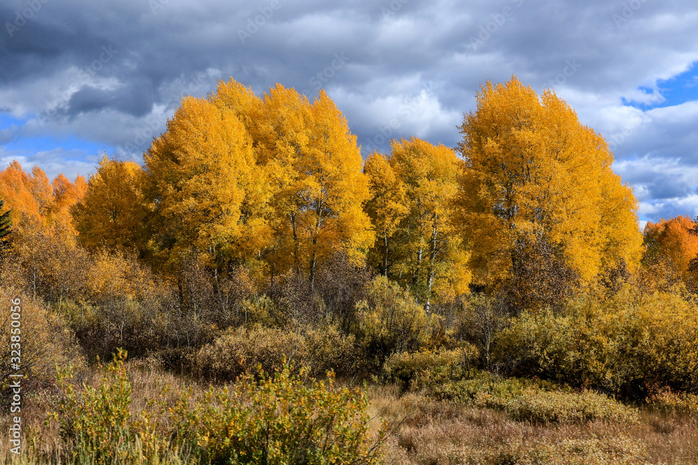 Colorful Autumn in the Grand Teton National Park, USA