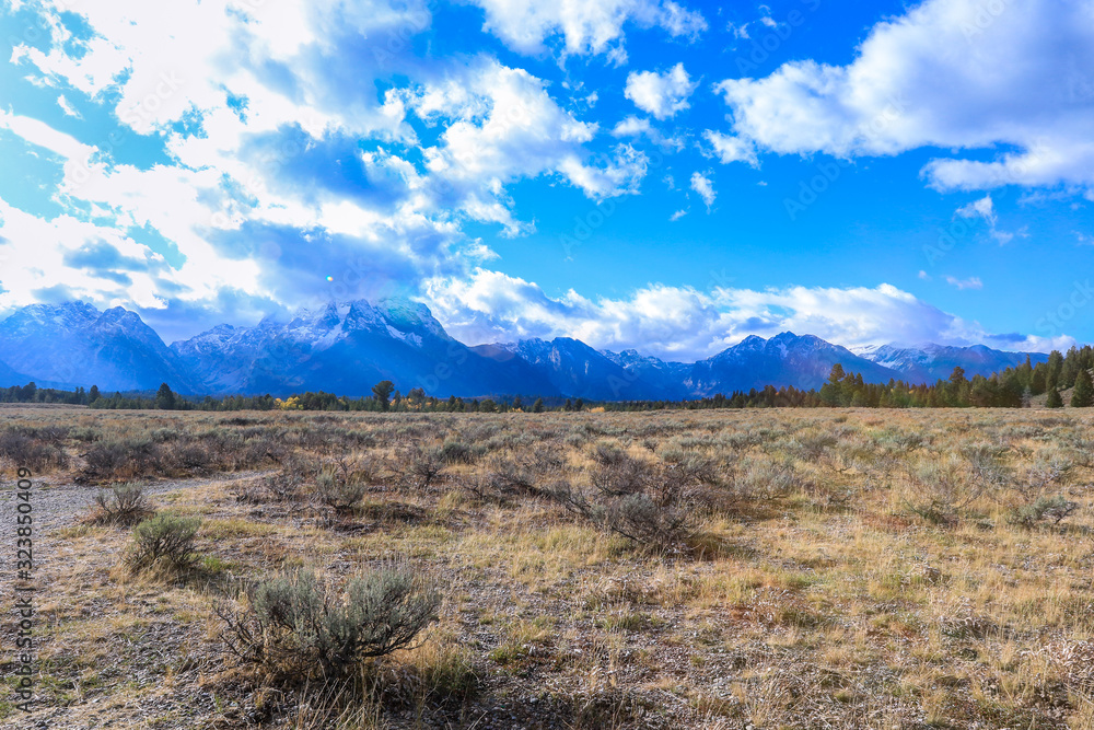 Fototapeta premium Beautiful landscapes of the Forest in Grand Teton National Park, Arizona, USA