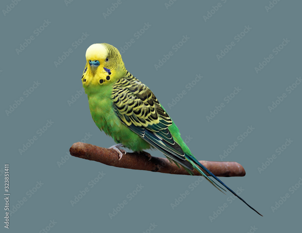 Fototapeta premium Budgerigar on an isolated background.